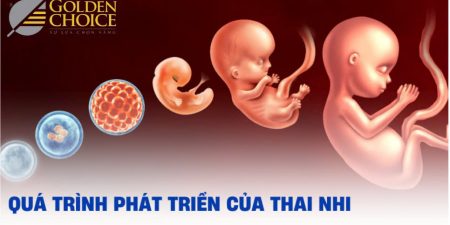 Các giai đoạn hình thành và phát triển của thai nhi