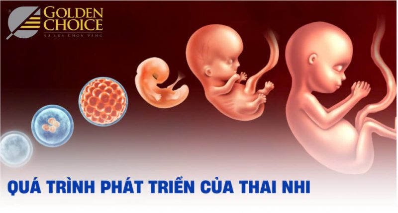 Các giai đoạn hình thành và phát triển của thai nhi